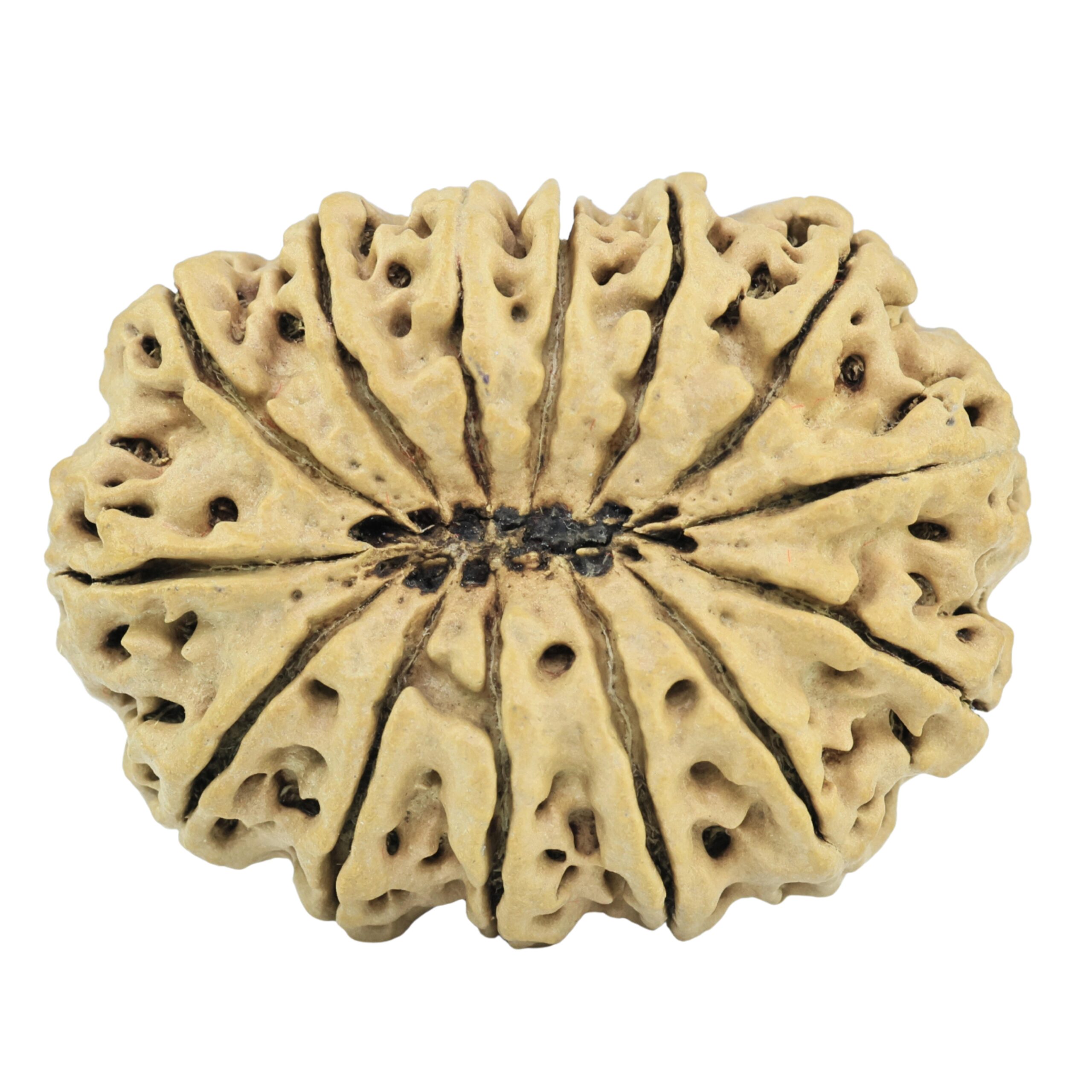 14 Mukhi Rudraksha 33.8mm 6.15gm - Rudraksha back