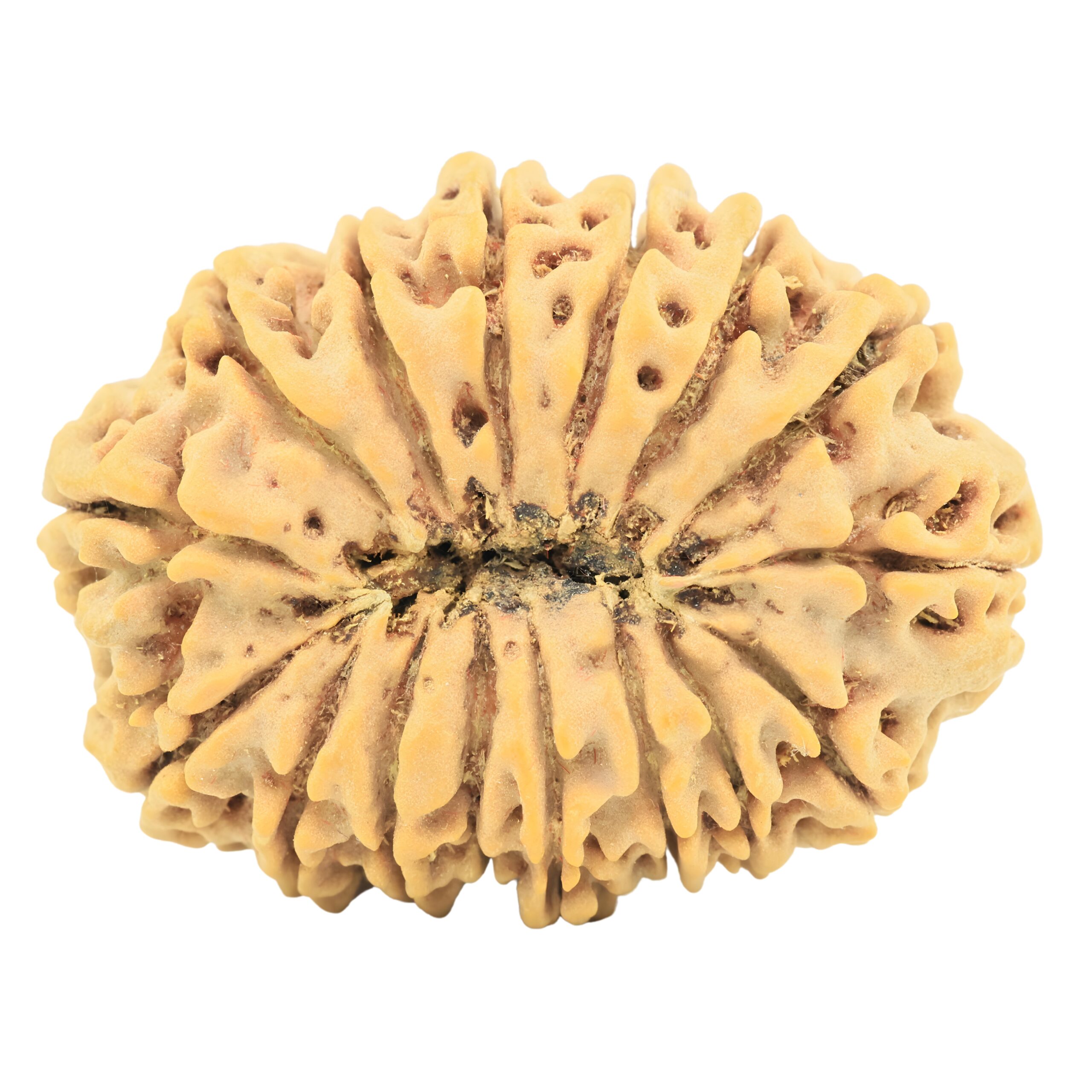 16 Mukhi Rudraksha 35.7mm 9.17gm - Rudraksha back