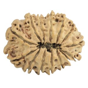 14 Mukhi Rudraksha 26.9mm 3.24gm - Rudraksha back