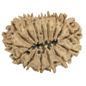15 Mukhi Rudraksha 28.9mm 4gm - Rudraksha back