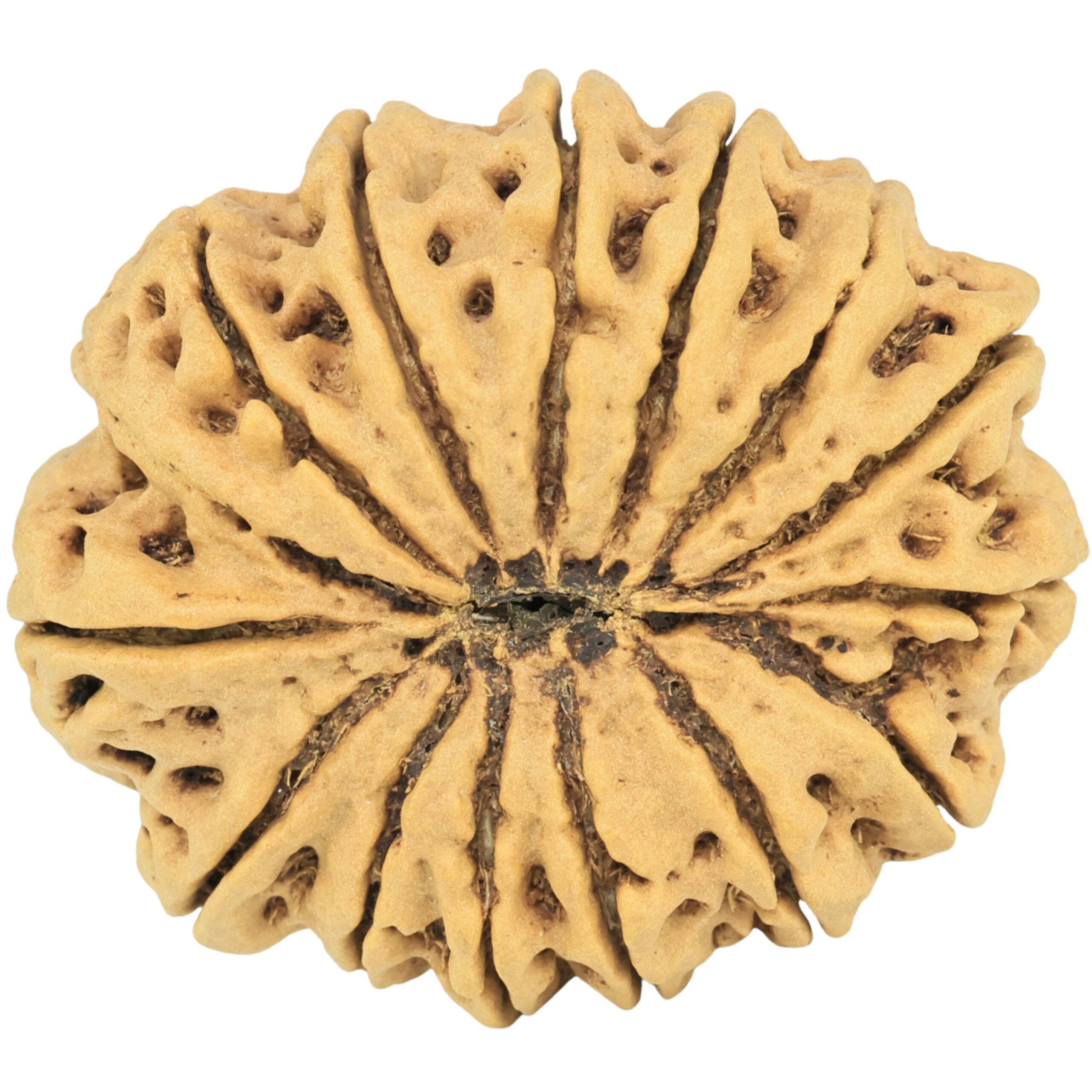 15 Mukhi Rudraksha 33.5mm 8gm - Rudraksha back