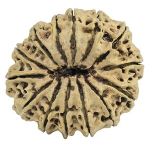 14 Mukhi Rudraksha 34.2mm 6gm - Rudraksha back