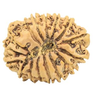 16 Mukhi Rudraksha 28.8mm 4.39gm - Rudraksha back