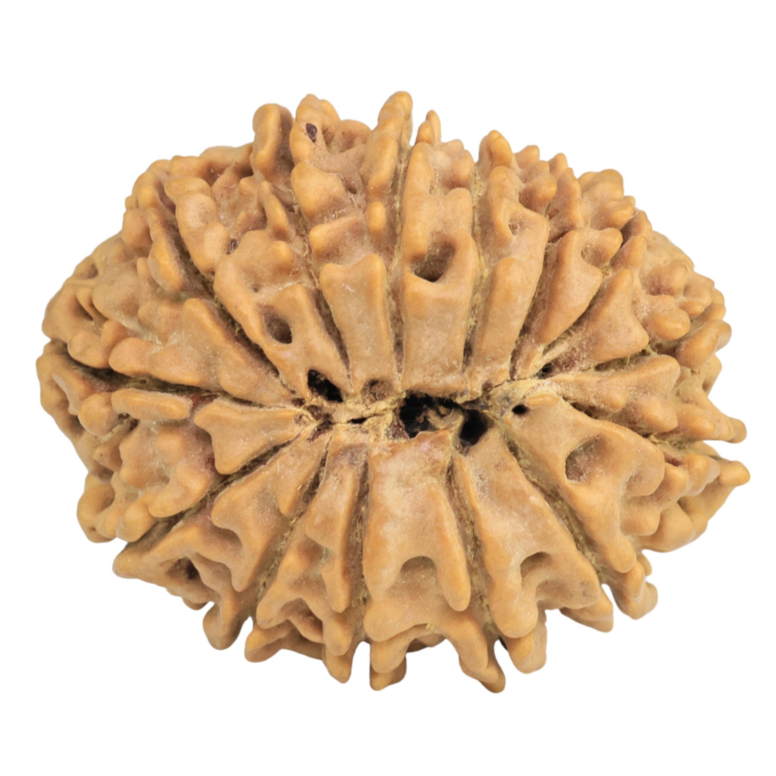 14 Mukhi Rudraksha 32.1mm 7gm - Rudraksha back