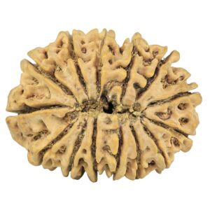 14 Mukhi Rudraksha 33mm 6.44gm - Rudraksha back