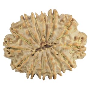 14 Mukhi Rudraksha 30.4mm 6.13gm - Rudraksha back