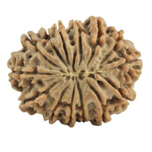 14 Mukhi Rudraksha 28.1mm 5.32gm - Rudraksha back