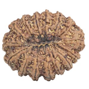 15 Mukhi Rudraksha 33.1mm 7.24gm - Rudraksha back