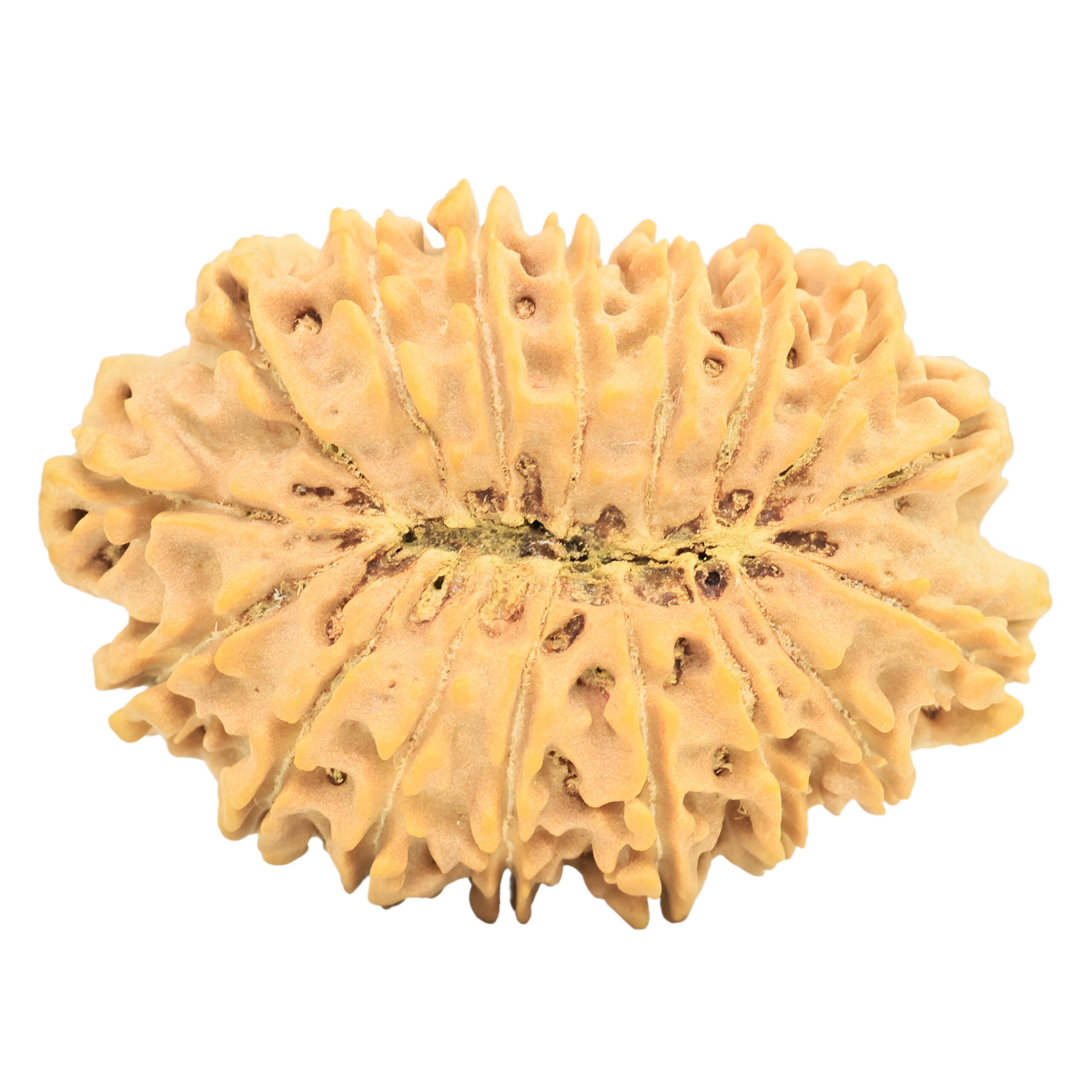 17 Mukhi Rudraksha 38.5mm 8.15gm - Rudraksha back