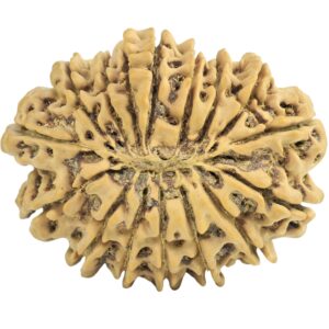 16 Mukhi Rudraksha 31.2mm 4.79gm - Rudraksha back