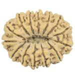 14 Mukhi Rudraksha 34.7mm 7.72gm - Rudraksha back