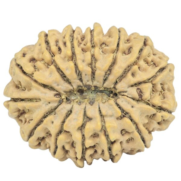 14 Mukhi Rudraksha 34.7mm 7.72gm - Rudraksha back