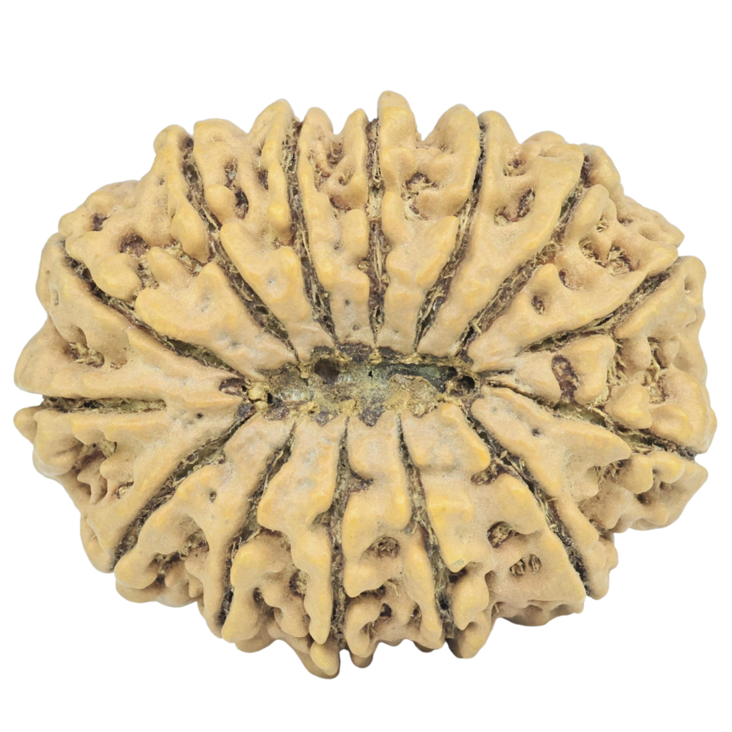 14 Mukhi Rudraksha 34.7mm 7.72gm - Rudraksha back