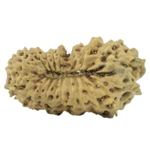 21 Mukhi Rudraksha 16.2mm 0.47gm - Rudraksha back