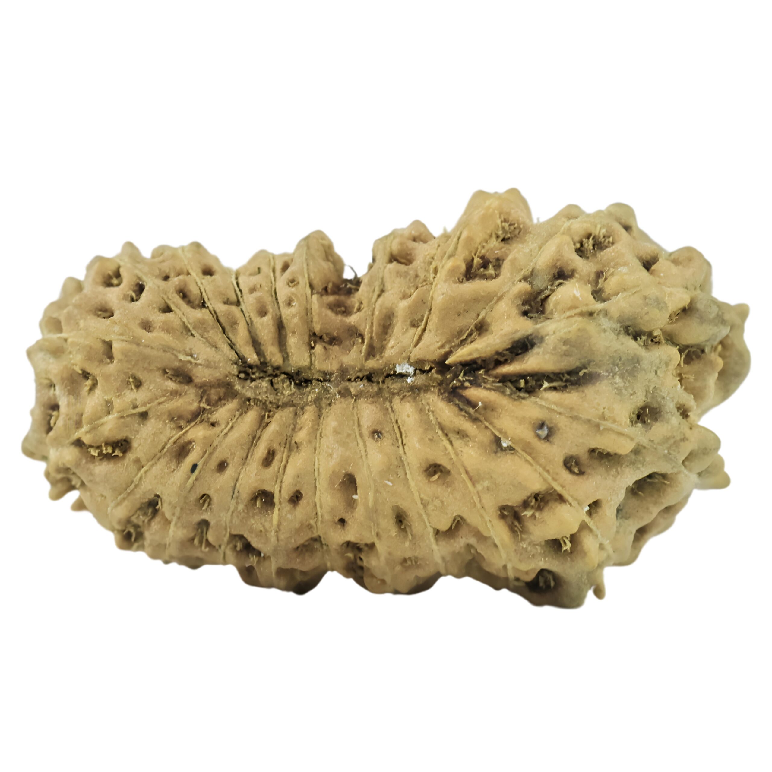 21 Mukhi Rudraksha 16.2mm 0.47gm - Rudraksha back