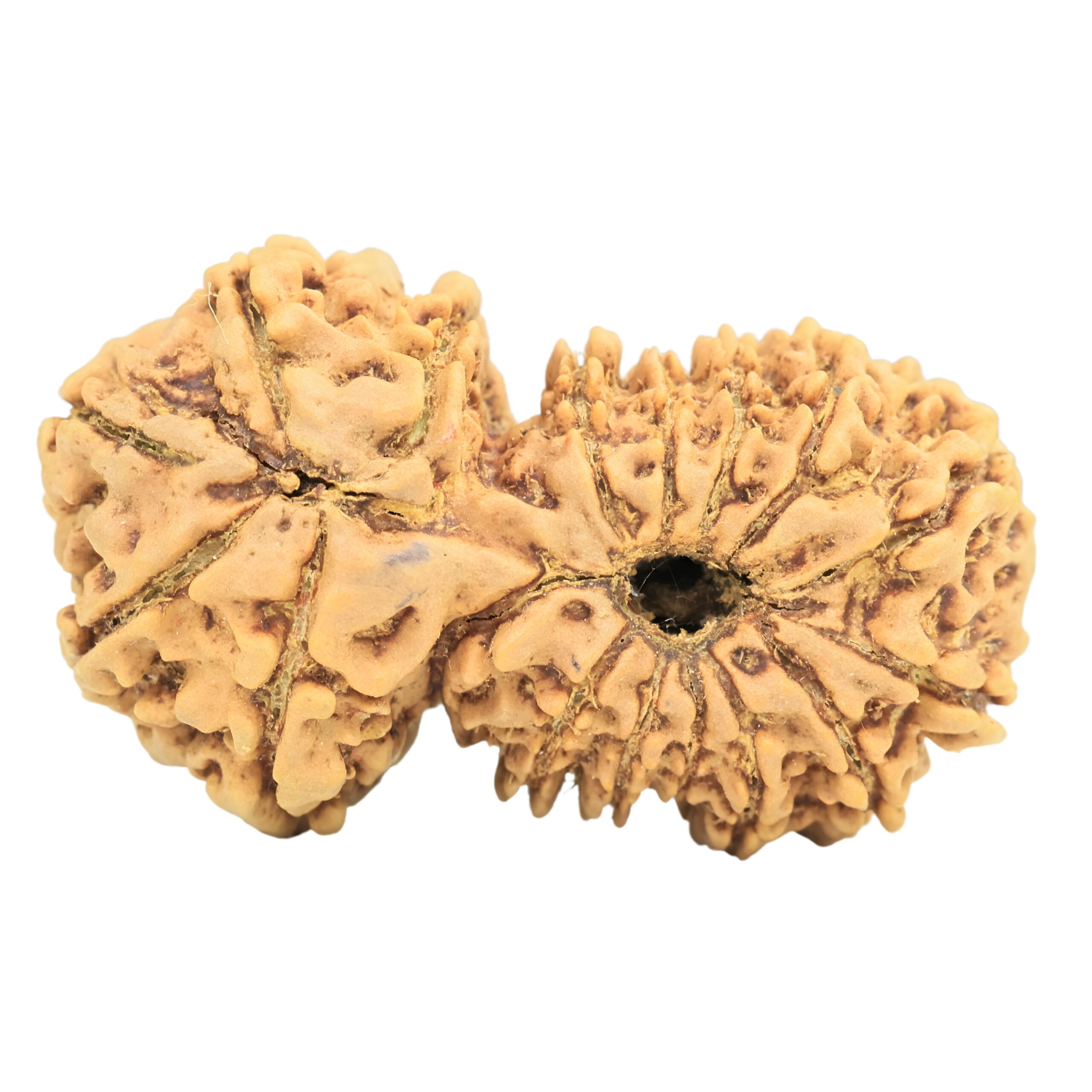 17 Mukhi Gaurishankar 34.6mm 5gm - Rudraksha back
