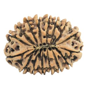 16 Mukhi Rudraksha 29.5mm 5.16gm - Rudraksha back