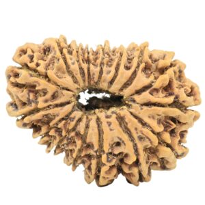 16 Mukhi Rudraksha 29.8mm 3.89gm - Rudraksha back