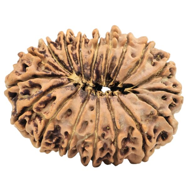 18 Mukhi Rudraksha 31.9mm 5.28gm - Rudraksha back