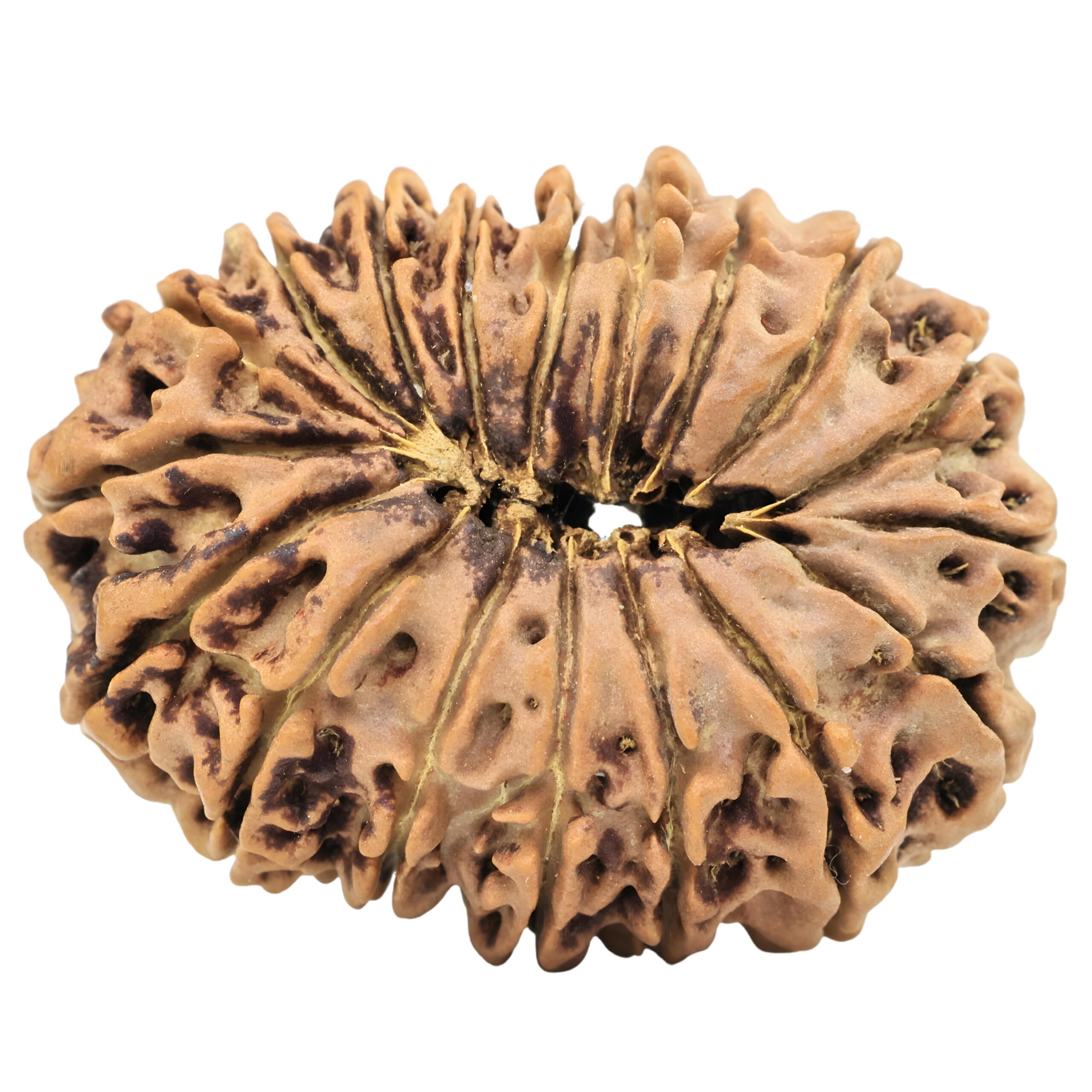18 Mukhi Rudraksha 31.9mm 5.28gm - Rudraksha back