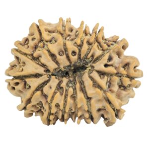 14 Mukhi Rudraksha 30.2mm 5gm - Origin: Nepal - Rudraksha back