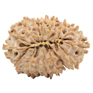 16 Mukhi Rudraksha 27.5mm 3.75gm - Rudraksha back