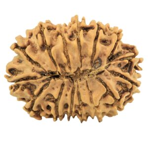 15 Mukhi Rudraksha 27.5mm 3.27gm - Rudraksha back