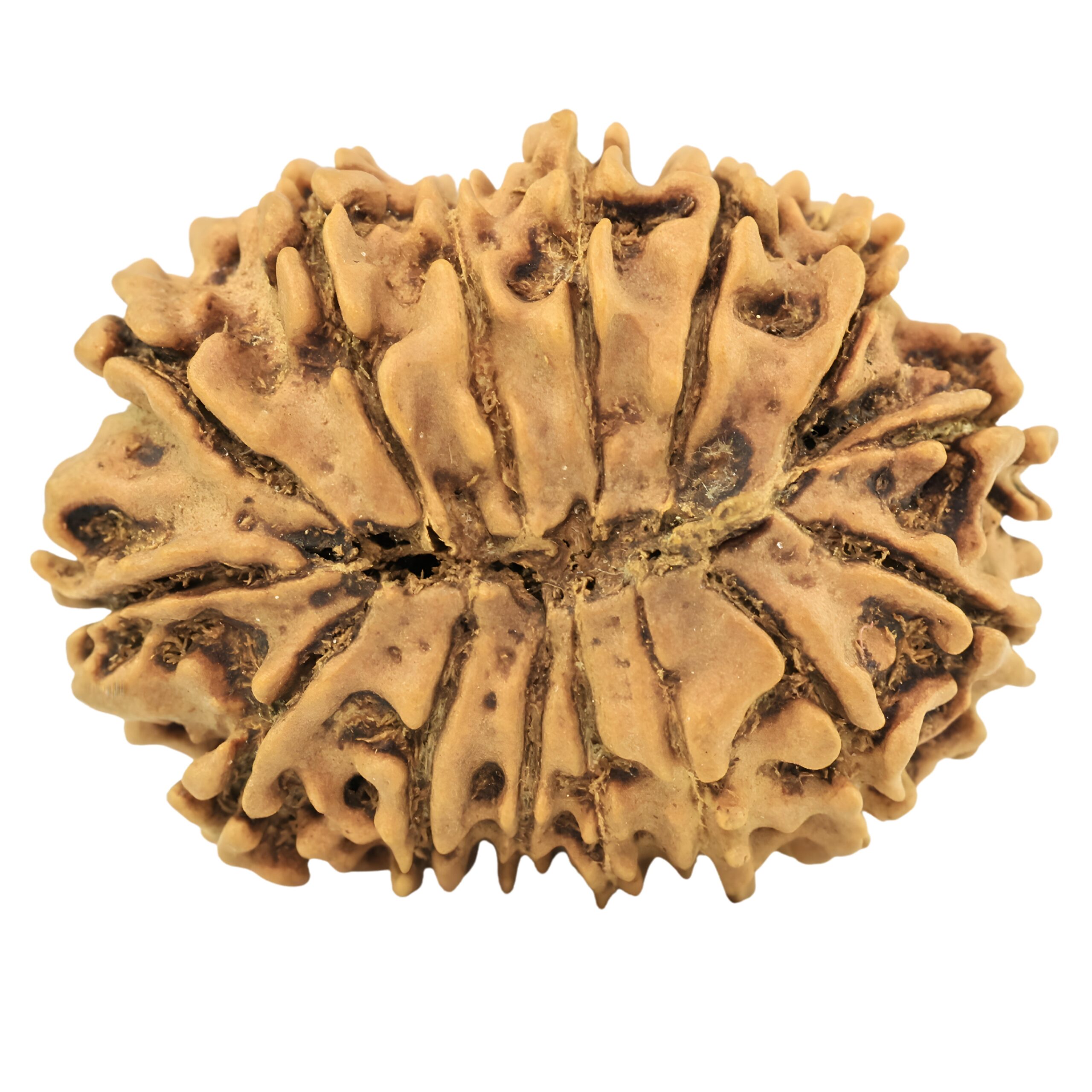 15 Mukhi Rudraksha 27.5mm 3.27gm - Rudraksha back
