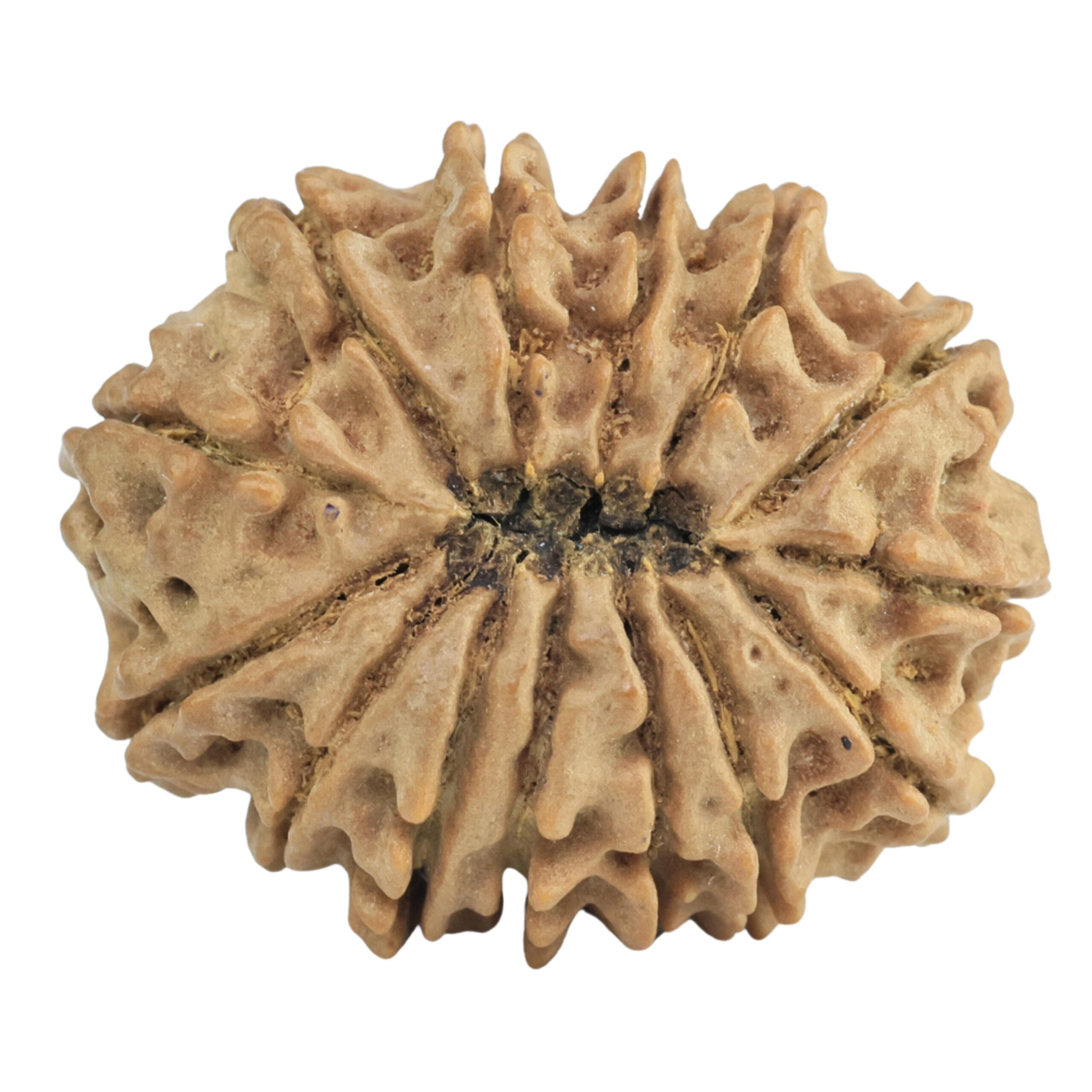14 Mukhi Rudraksha 26.8mm 4.51gm - Rudraksha back