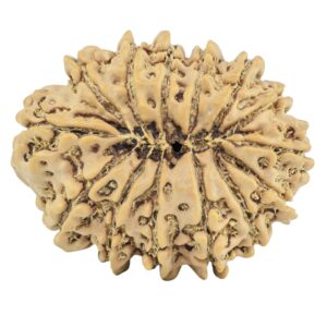 14 Mukhi Rudraksha 27.2mm 4.01gm - Rudraksha back