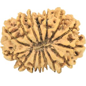 15 Mukhi Rudraksha 29.5mm 4.17gm - Rudraksha back
