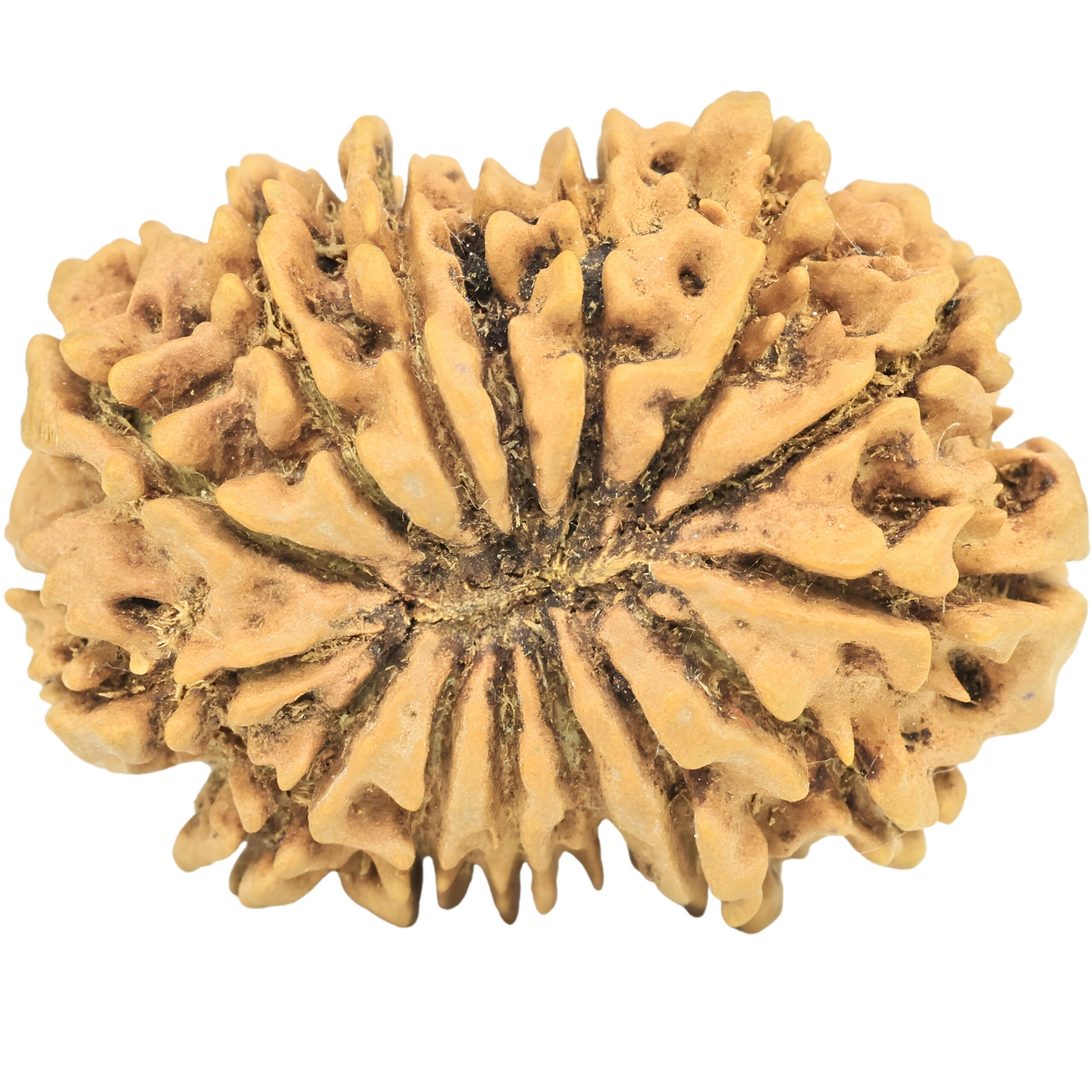 15 Mukhi Rudraksha 29.5mm 4.17gm - Rudraksha back
