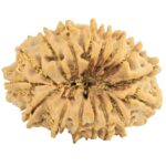 16 Mukhi Rudraksha 29.9mm 4.33gm - Rudraksha back