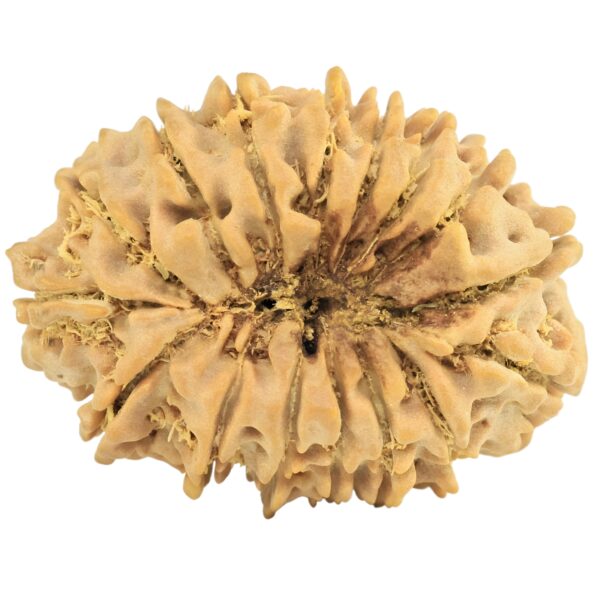 16 Mukhi Rudraksha 29.9mm 4.33gm - Rudraksha back