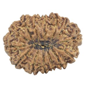 14 Mukhi Rudraksha 32.3mm 7.07gm - Rudraksha back