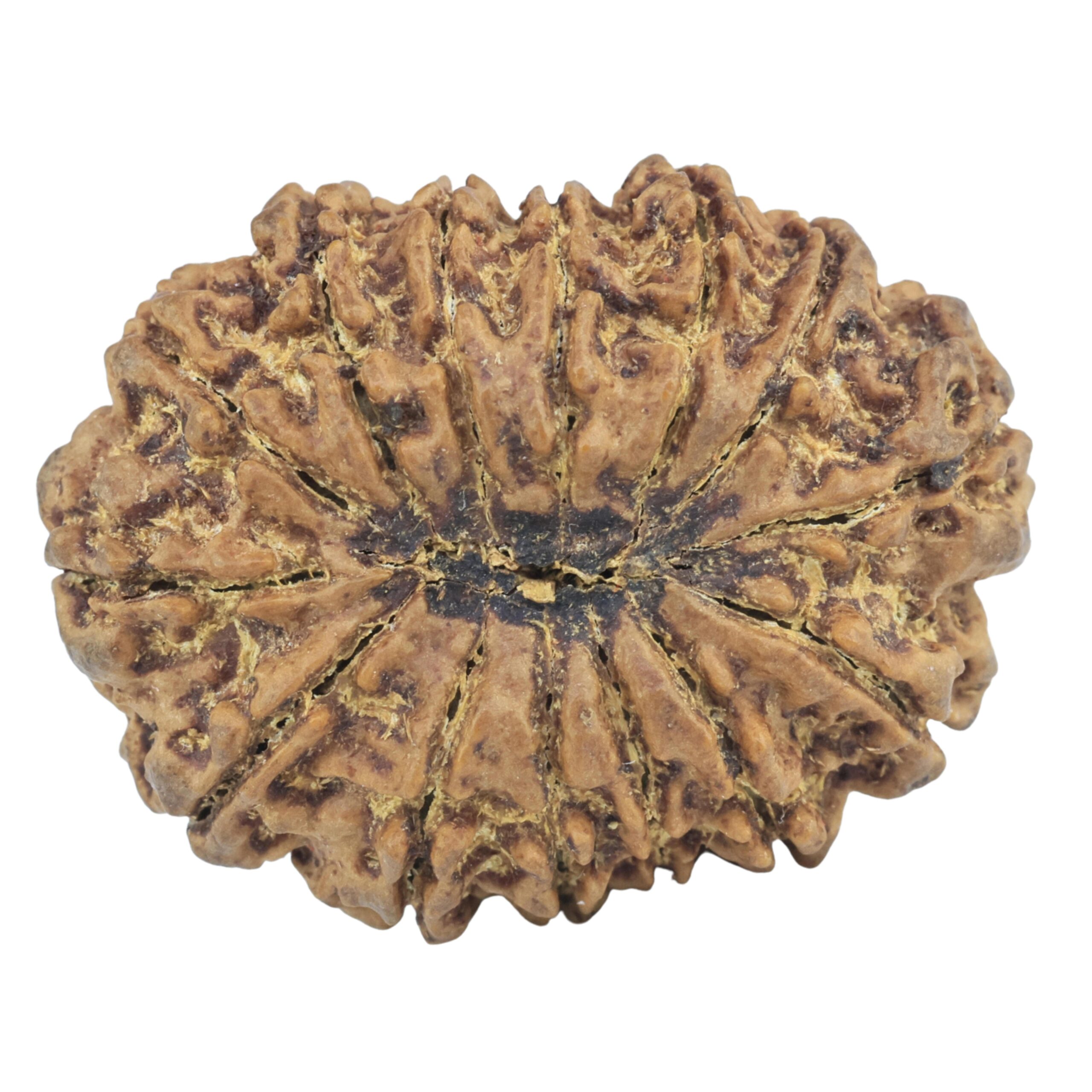 14 Mukhi Rudraksha 32.3mm 7.07gm - Rudraksha back