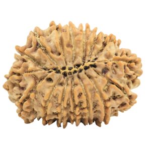 16 Mukhi Rudraksha 30.6mm 5.25gm - Rudraksha back