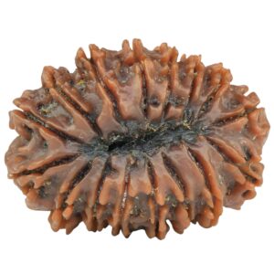 16 Mukhi Rudraksha 30.1mm 5.85gm - Rudraksha back