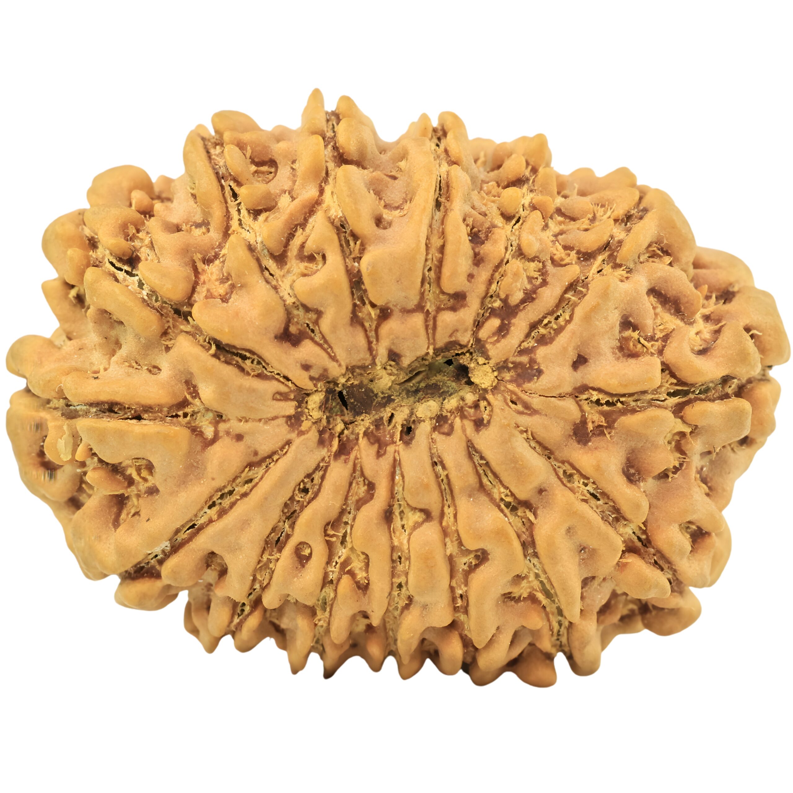 15 Mukhi Rudraksha 34.2mm 7.44gm - Rudraksha back