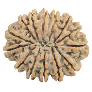 14 Mukhi Rudraksha 26.5mm 4.7gm - Rudraksha back