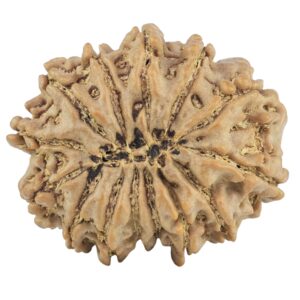 14 Mukhi Rudraksha 27.9mm 5.32gm - Rudraksha back