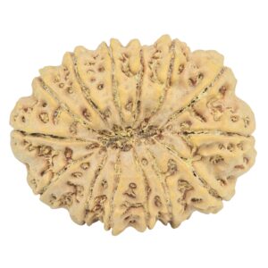 14 Mukhi Rudraksha 34.1mm 7.36gm - Rudraksha back