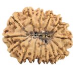 15 Mukhi Rudraksha 28.1mm 4.34gm - Rudraksha back