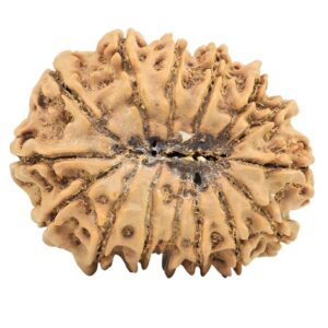 15 Mukhi Rudraksha 28.1mm 4.34gm - Rudraksha back