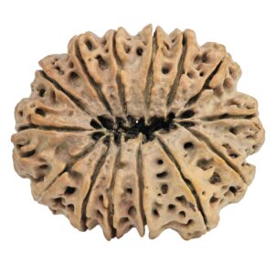 14 Mukhi Rudraksha 35.6mm 8gm - Rudraksha back