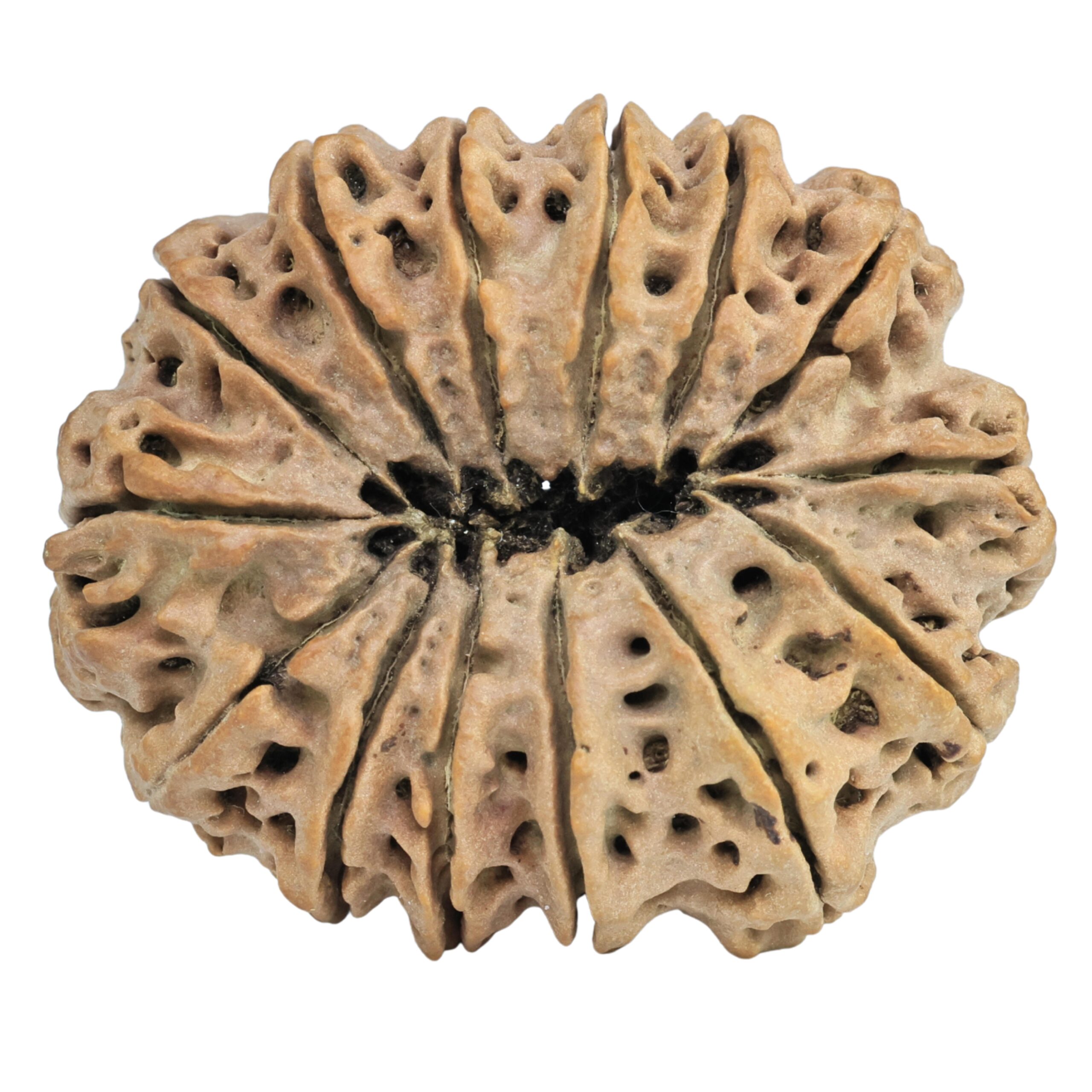 14 Mukhi Rudraksha 35.6mm 8gm - Rudraksha back