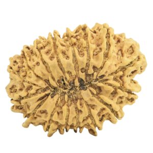 16 Mukhi Rudraksha 32.2mm 4.89gm - Rudraksha back