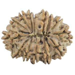 14 Mukhi Rudraksha 29.4mm 4.77gm - Rudraksha back