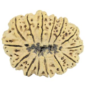 14 Mukhi Rudraksha 34.9mm 6.19gm - Rudraksha back