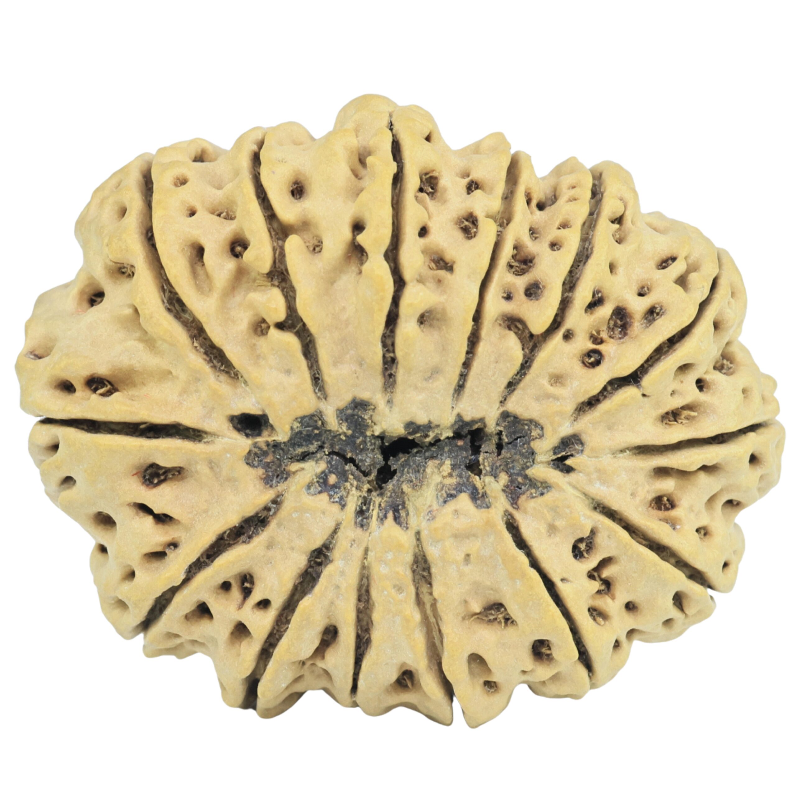 14 Mukhi Rudraksha 34.9mm 6.19gm - Rudraksha back
